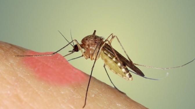 Sivrisinek ısırığını kaşımayın!