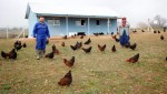 ‘’Büyükşehir’den çiftçilere yüzde 50 hibeli tavuk desteği’’