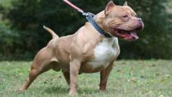 Pitbull besleyene şok ceza!